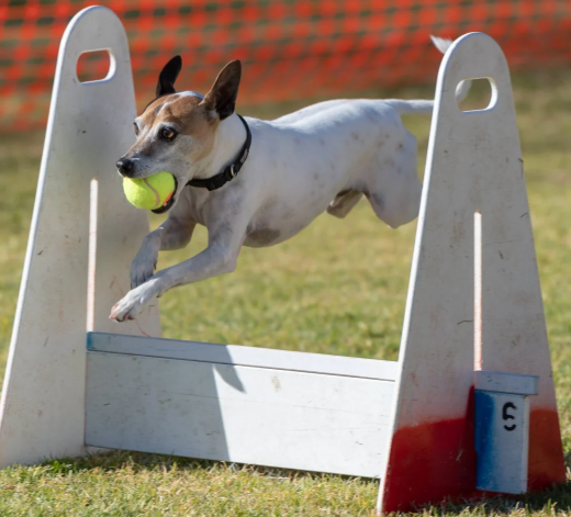 Flyball dogs racing